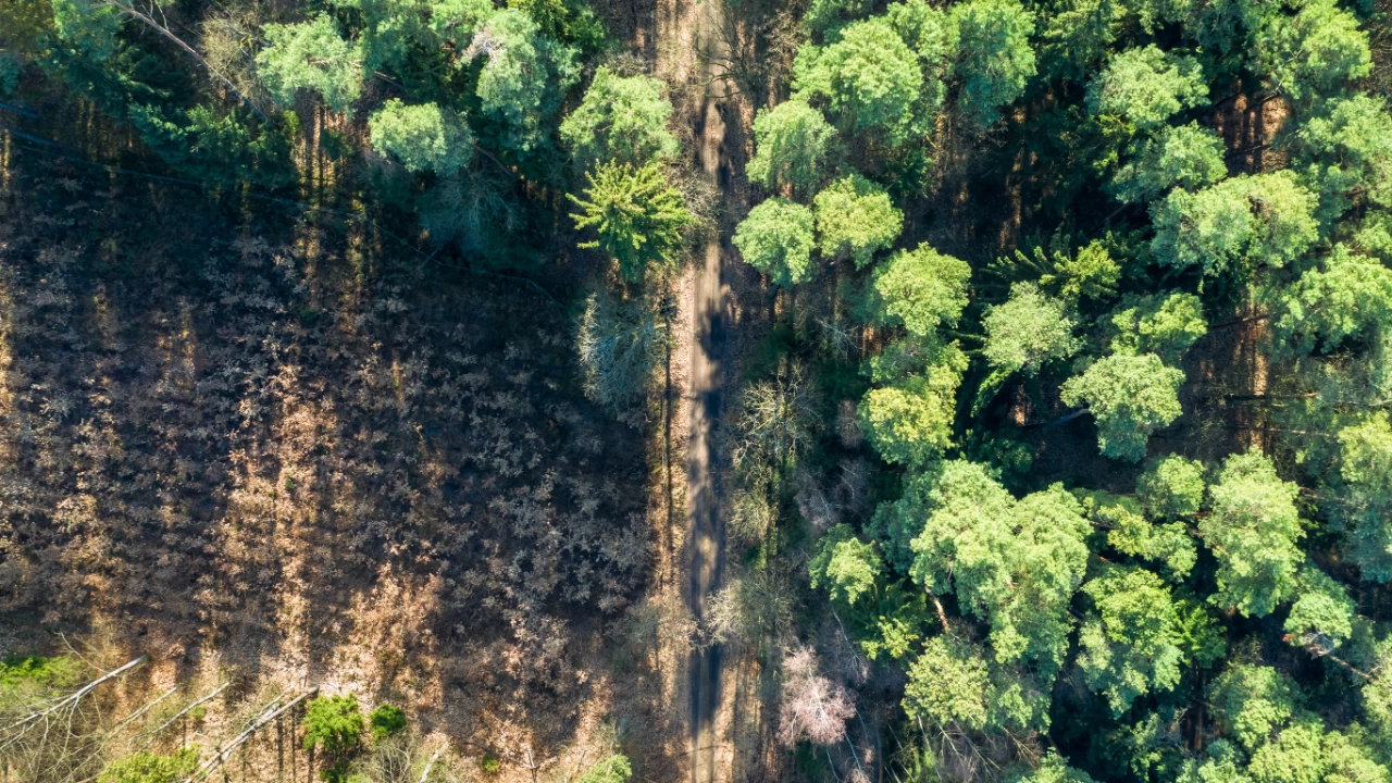 Aerial view of amazing forest with multicolored trees, Poland