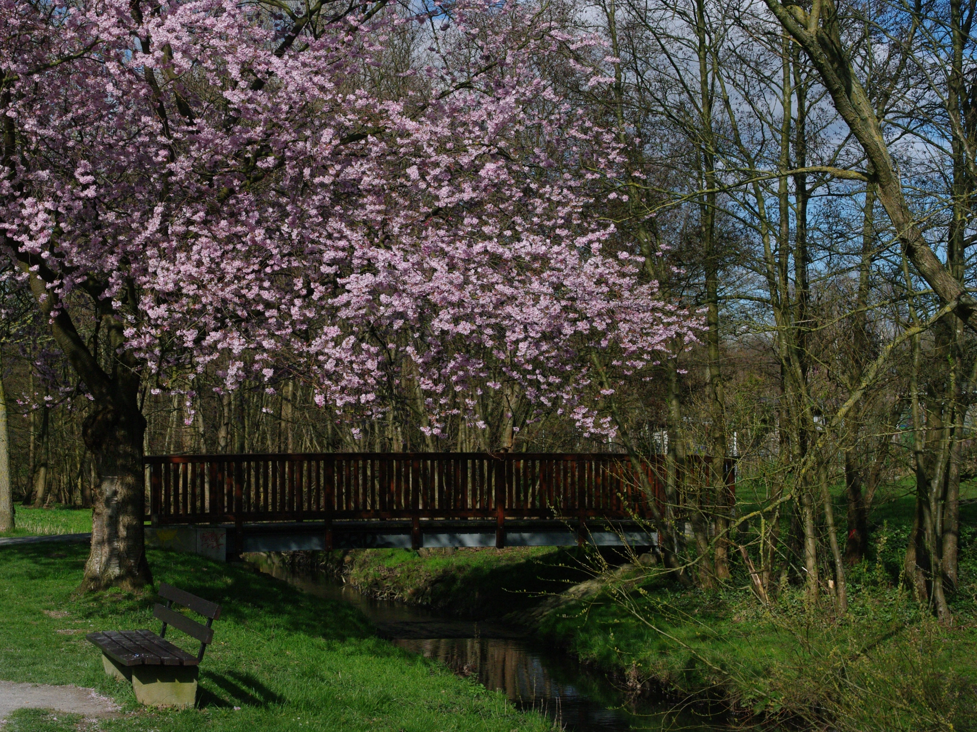 Holzbrücke über den Johannisbach während der Kirschblüte (Schildesche/Bielefeld)